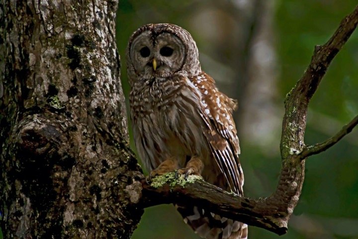 Barred Owl Perching on tree