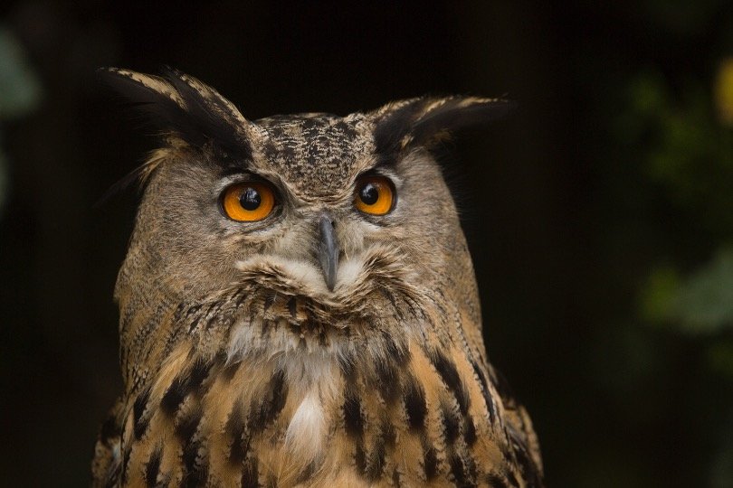 Eurasian Eagle-Owl Face