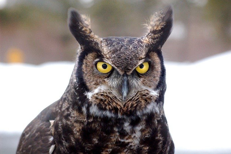 Great Horned Owl Face