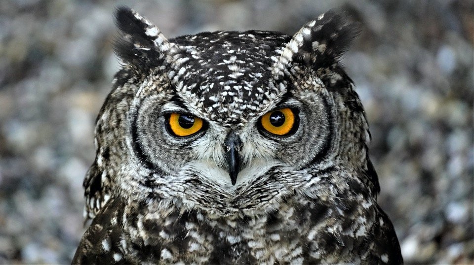 Grey Spotted owl head