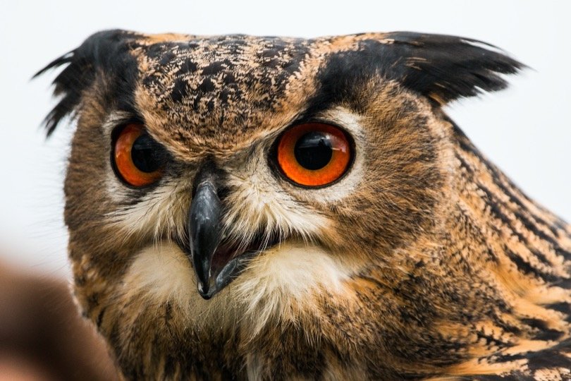 Horned owl bob head