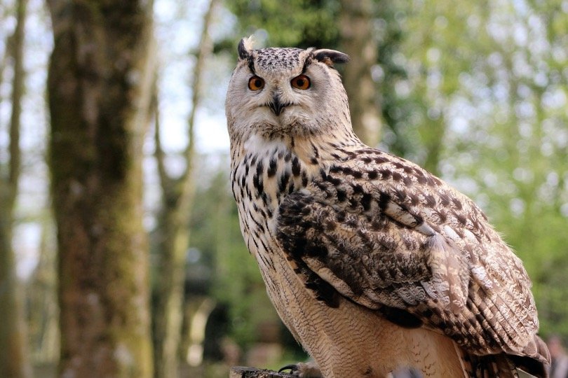 Long-eared owls