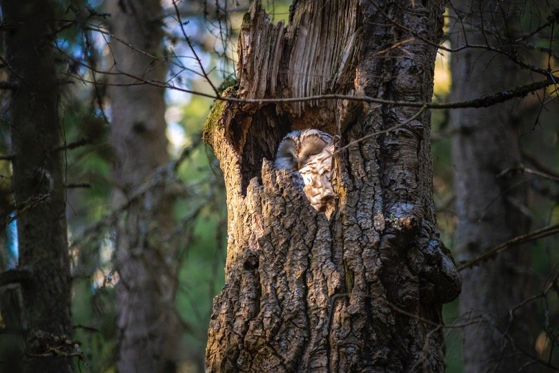 Owl Sleeping in a tree hole 1