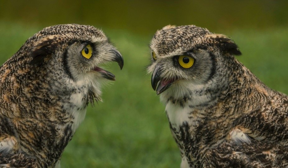 Owl couples looking each other