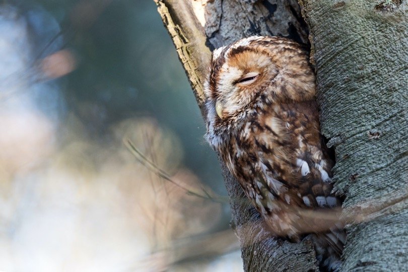 Owl in a tree trunk