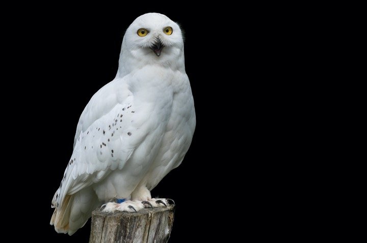 Snowy owl hooting while perching