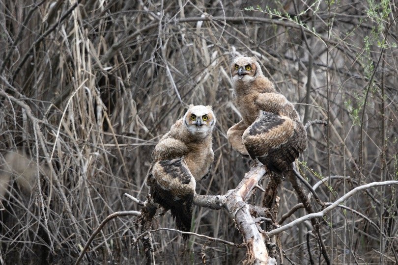 Group of Baby owls