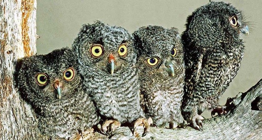 Group of baby Owls
