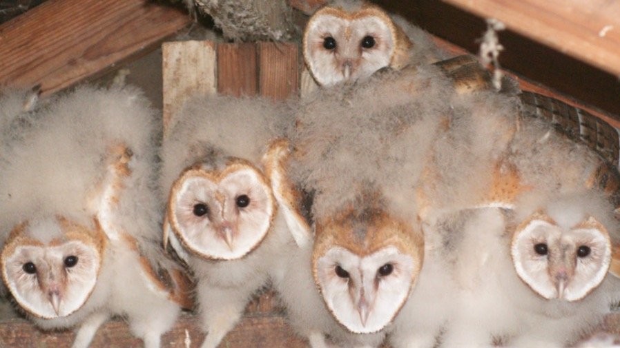 Group of baby barn Owls