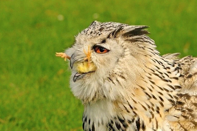Owl Eating Chicken