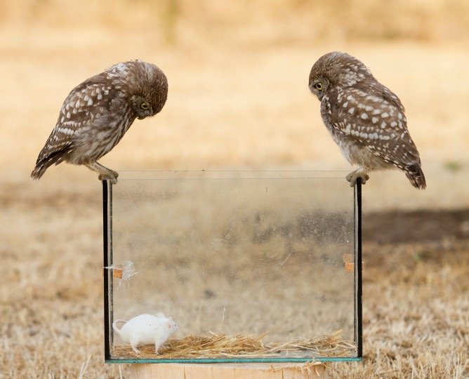 Small Owl looking on mice