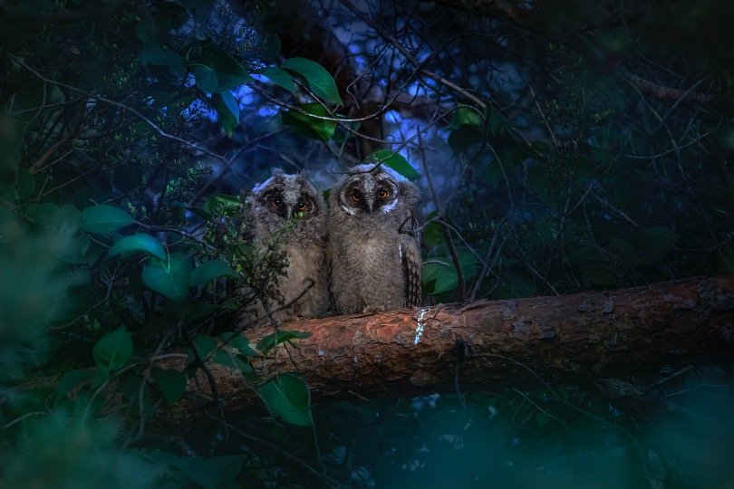 Baby owls perching on branch tree in night
