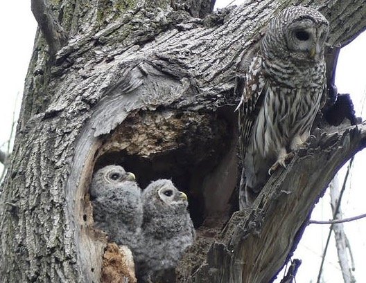 Barred Owl in his nest with baby Barred Owl