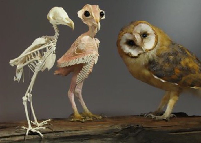 Naked Barn Owl with Skeleton