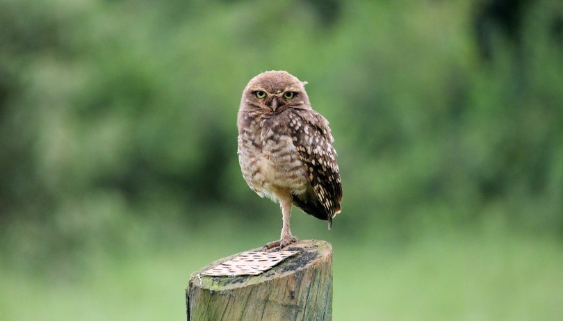 Owl standing on one leg
