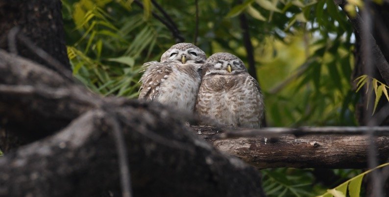Sleeping owl pairs during day