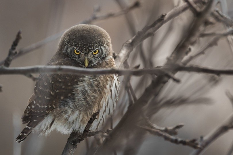 Small owl roosting on tree branch during day time