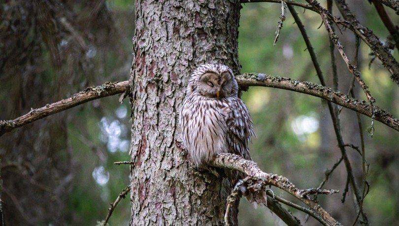owl roosting on tree branch during day time