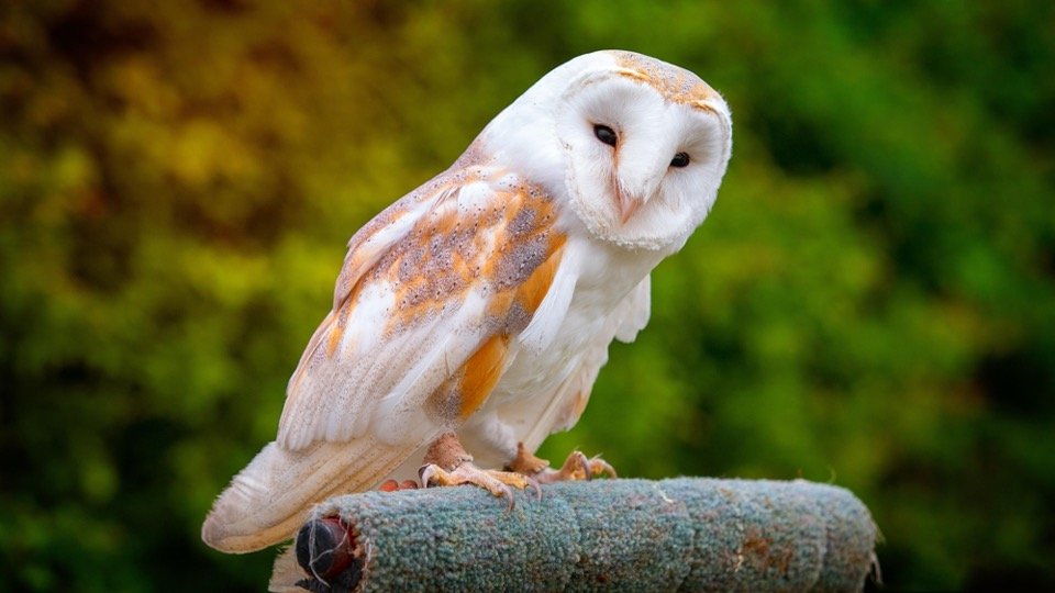 Barn owl roosting on stone