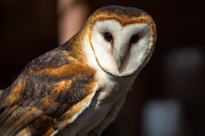Barn owl with big eye