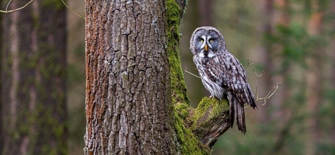 5 Myths And Superstitions About Owls I Owl sitting on tree