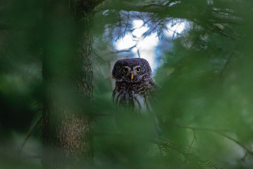 Owl in roosting on forest tree