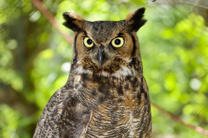 Angry Great Horned Owls