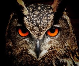 Are Owls Dangerous To Humans