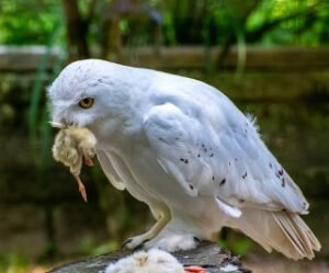 Read more about the article Are Owls Omnivores? Everything You Need To Know