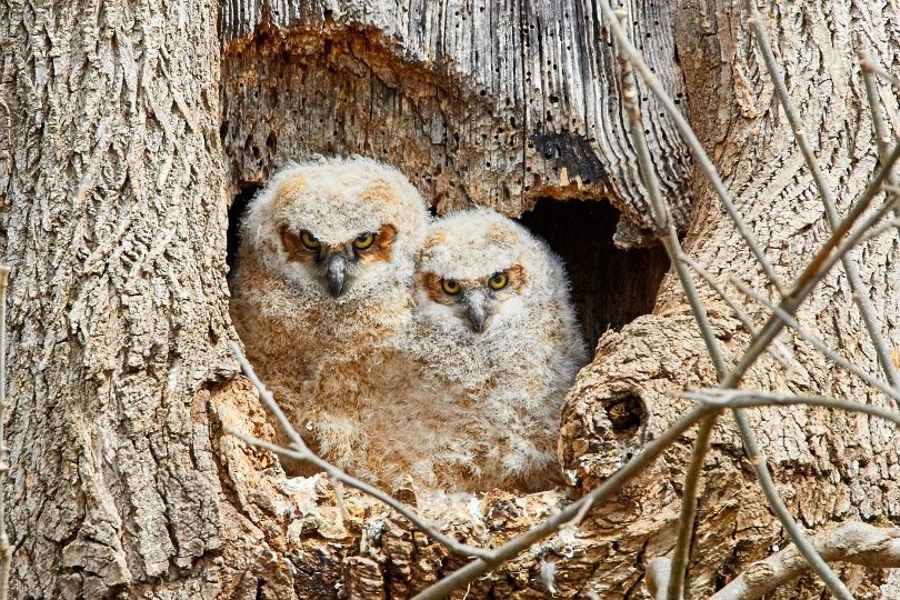 Baby Owls in their nest