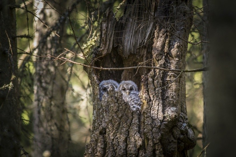 Baby Ural owls in the nest