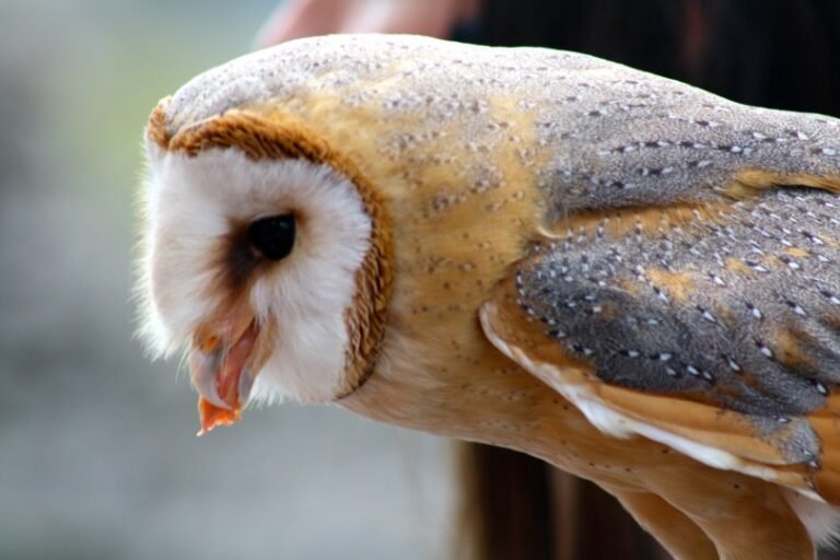 Barn Owl Eating Meat Piece 768x512 