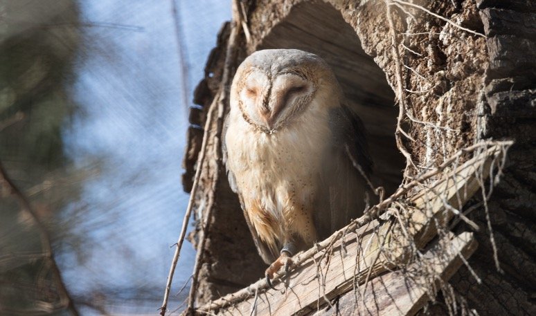 Barn Owl Sleeping