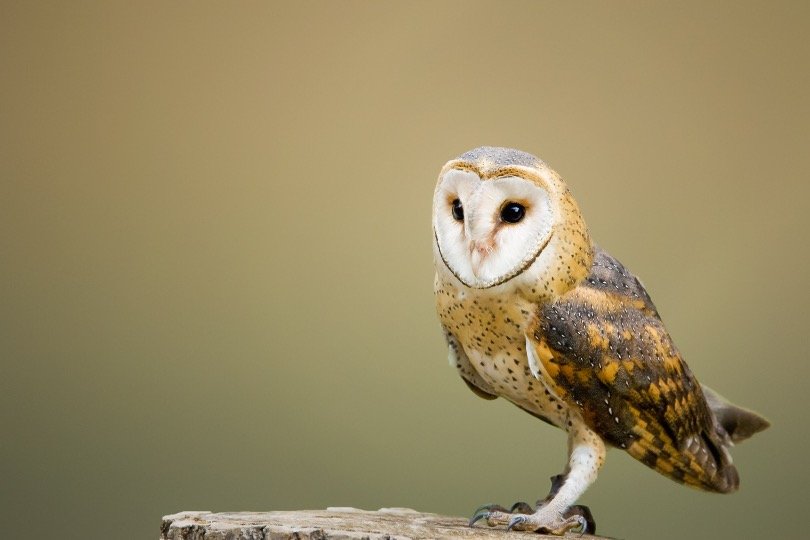Barn Owl with his long leg