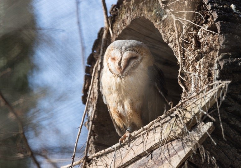 Barn owl perching in a tree trunk