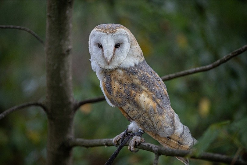 Barn owl perching on tree twig