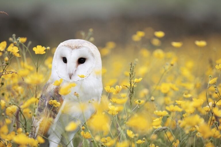 5 Simple & Proven Ways To Attract Owls To Your Yard I OwlsFact