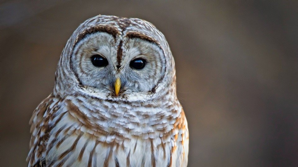 Barred Owl face