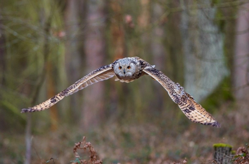 Barred Owl