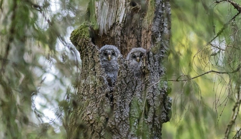 Brown Owls in their nest