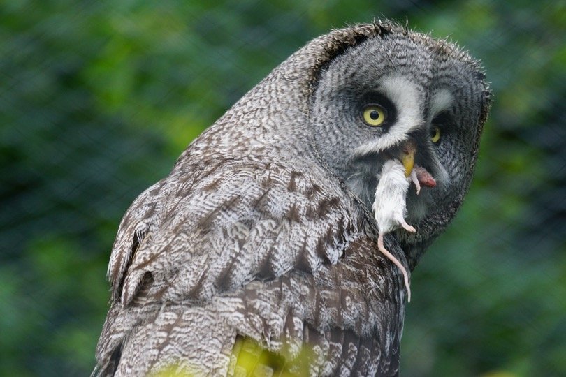 Brown owl eating mice