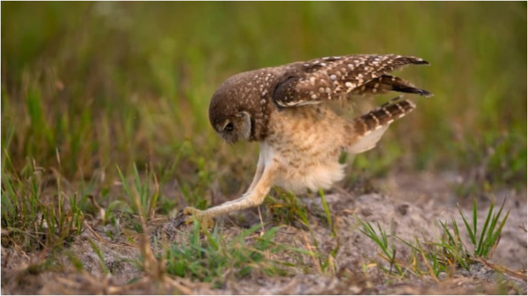 Burrowing Owl Jumping with long legs