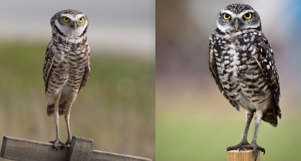 Burrowing owl standing on his long leg