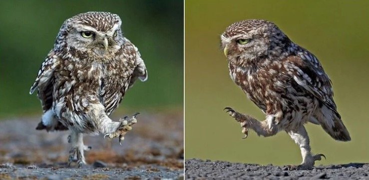 Burrowing owl walking with his long legs