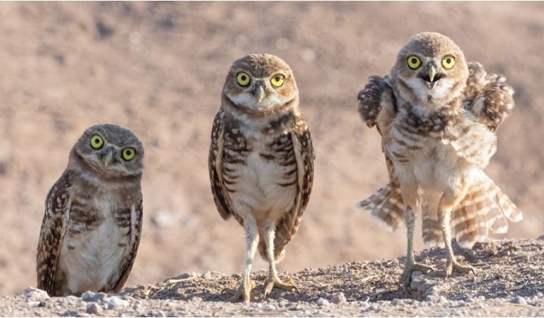 Burrowing owls with long legs