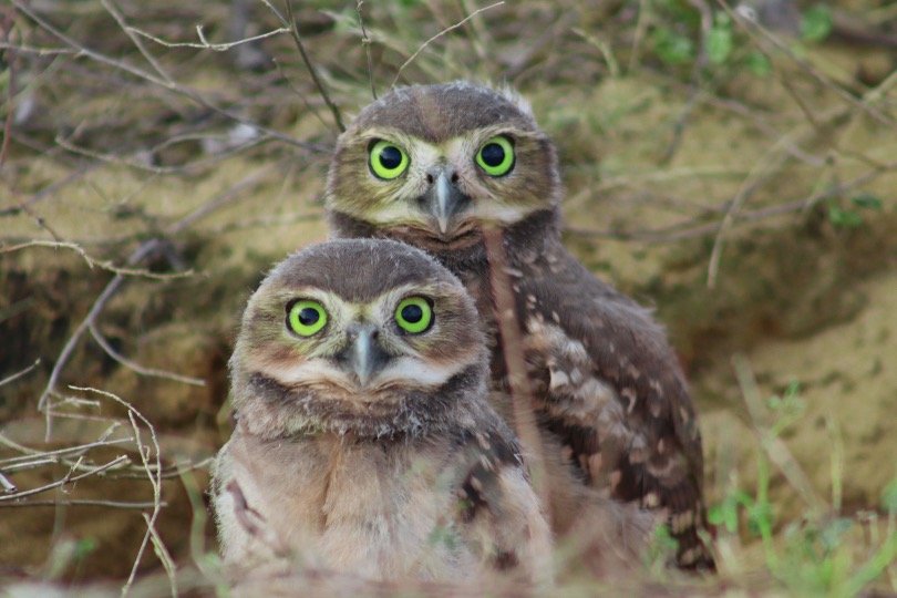 Burrowing owls