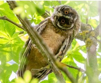 Can Owls Rotate Their Heads