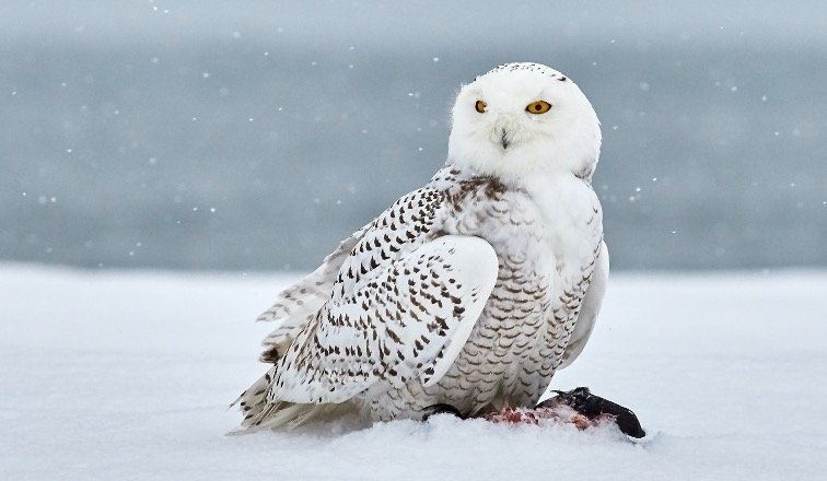 Cutest Owls In The World