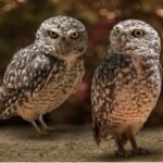 Do Owls Mate For Life