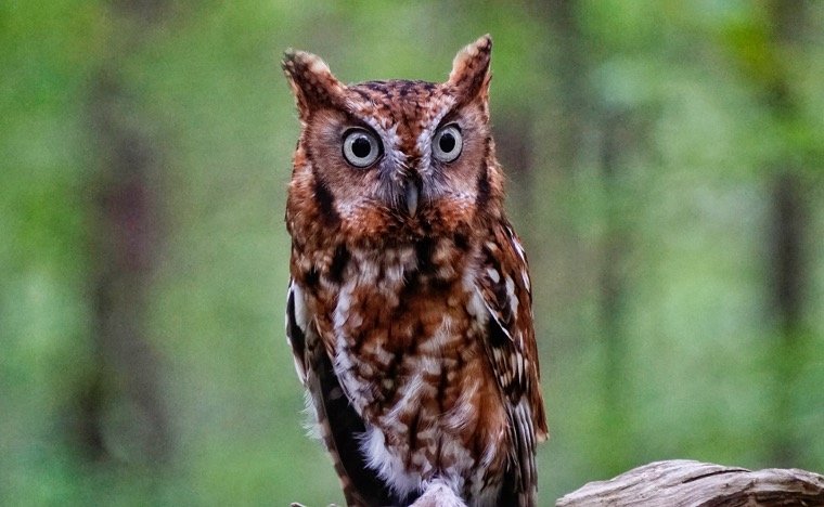 Eastern Screech Owl face